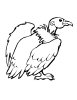 Bird Coloring Pages